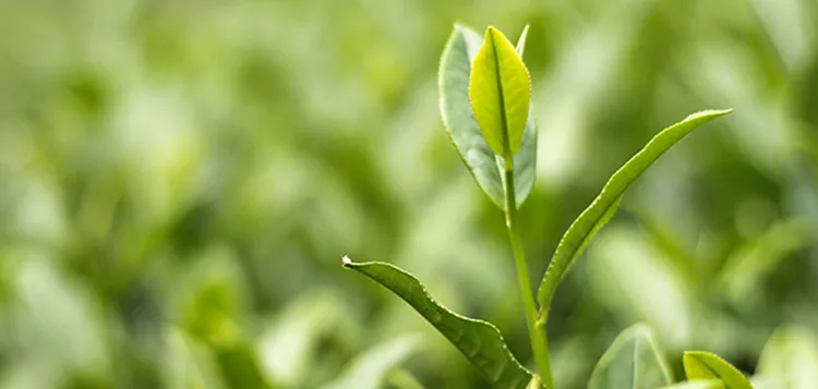 茶树